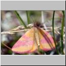 Lythria cruentaria - Ampfer-Purpurspanner 01 Teverener Heide.jpg